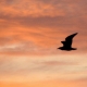 GreySlade Photo